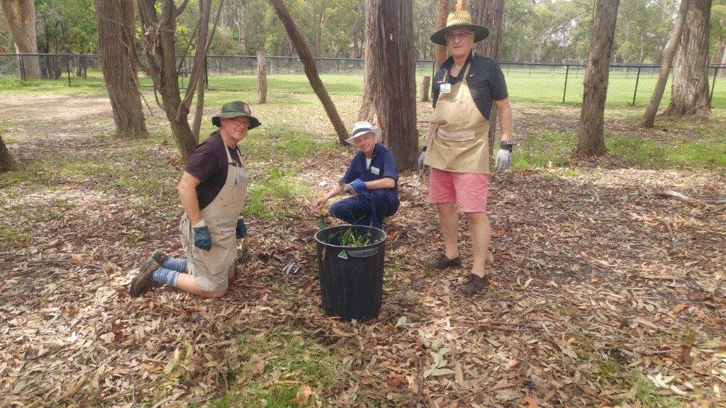 Three Shed members in aprons working on a bush regeneration planting near the showground
