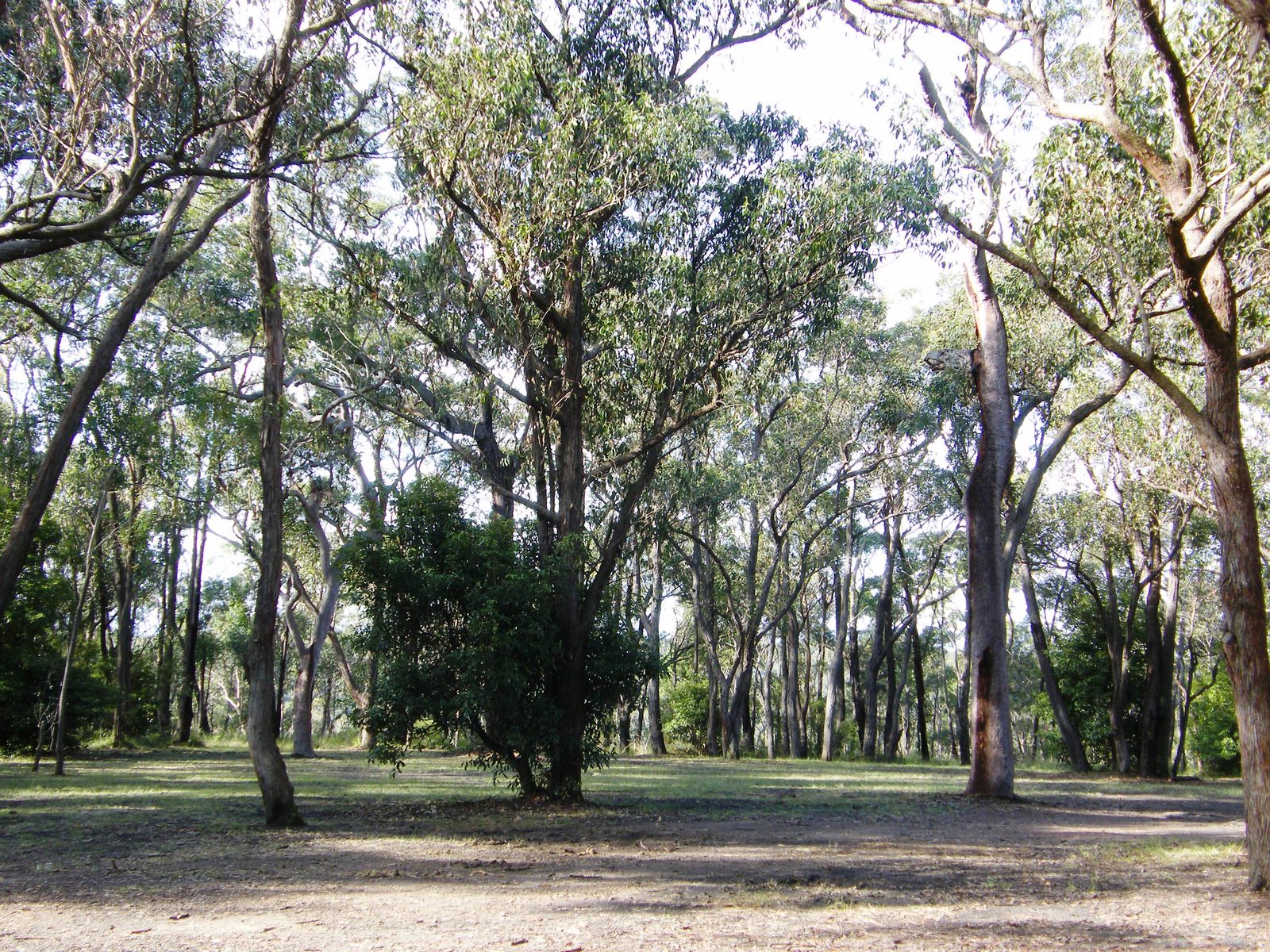 Bushland site at St Ives Showground prior to Shed construction